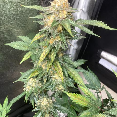 Cookies USA growlog timeline photo
