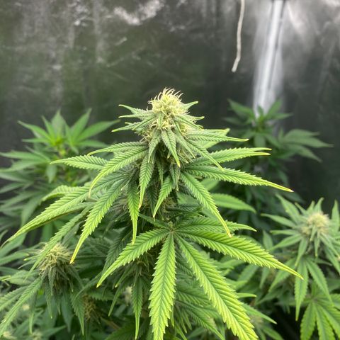 Cookies USA growlog timeline photo