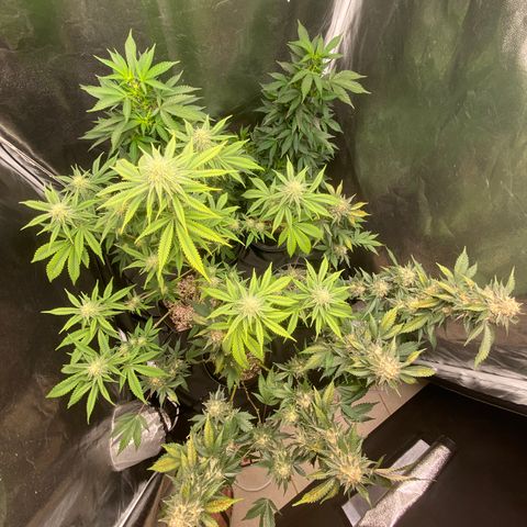 Cookies USA growlog timeline photo