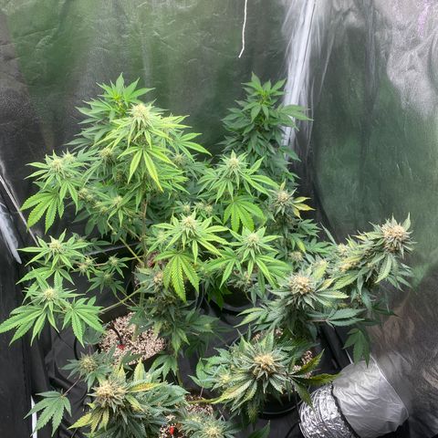 Cookies USA growlog timeline photo