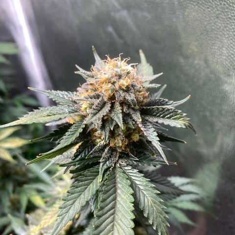 Cookies USA growlog timeline photo