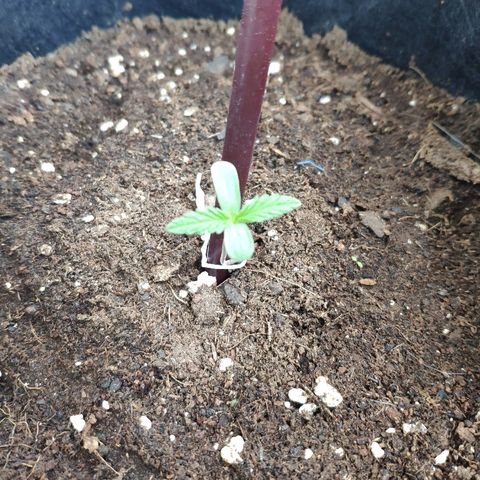 Jack Herer Automatic growlog timeline photo