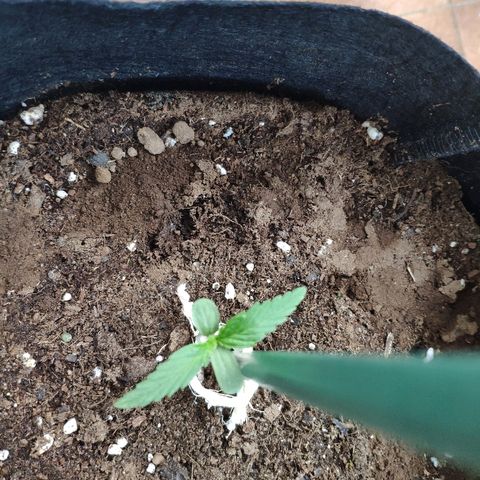 Jack Herer Automatic growlog timeline photo