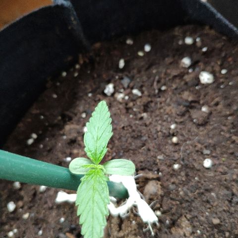 Jack Herer Automatic growlog timeline photo