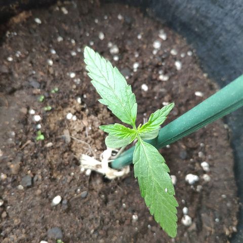 Jack Herer Automatic growlog timeline photo