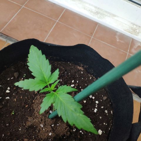 Jack Herer Automatic growlog timeline photo