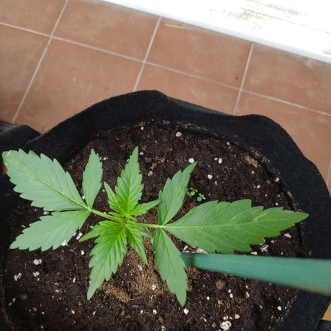 Jack Herer Automatic growlog timeline photo