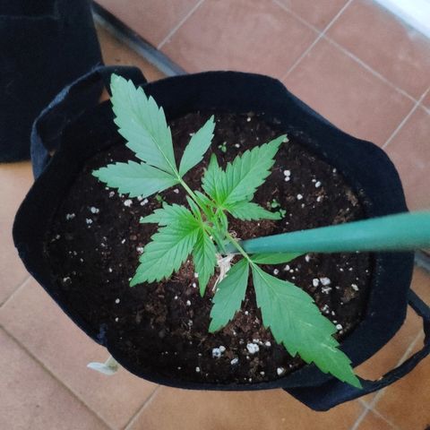 Jack Herer Automatic growlog timeline photo