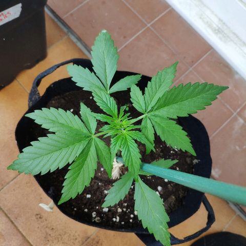 Jack Herer Automatic growlog timeline photo