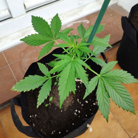 Jack Herer Automatic growlog timeline photo