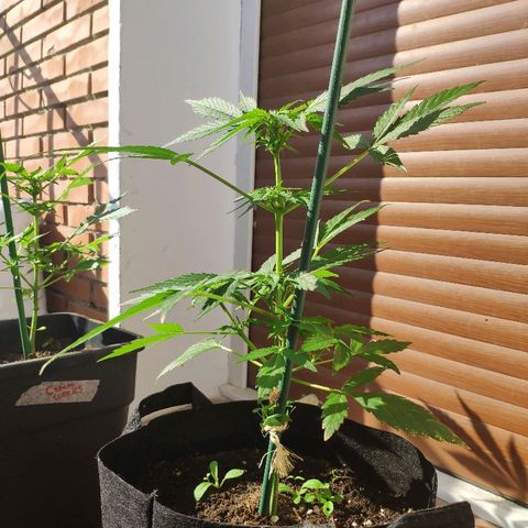 Jack Herer Automatic growlog timeline photo