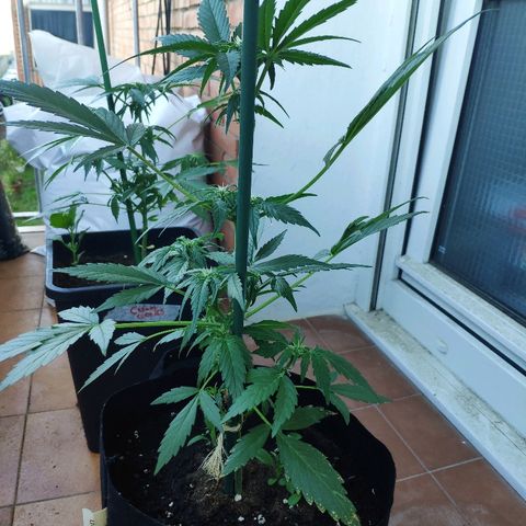 Jack Herer Automatic growlog timeline photo