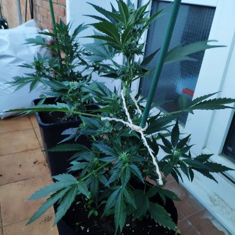 Jack Herer Automatic growlog timeline photo