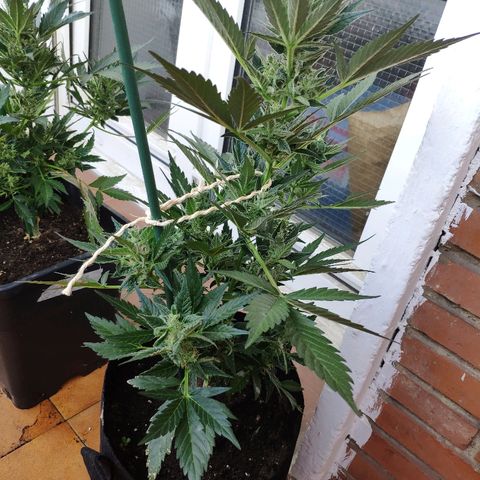 Jack Herer Automatic growlog timeline photo