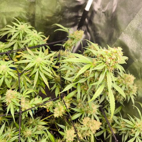 Do Si Dos Automatic growlog timeline photo