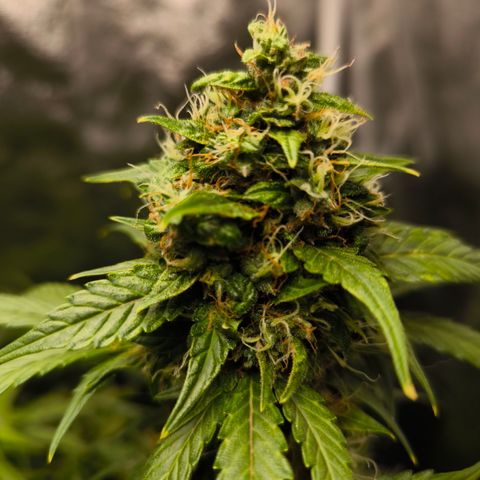 Do Si Dos Automatic growlog timeline photo