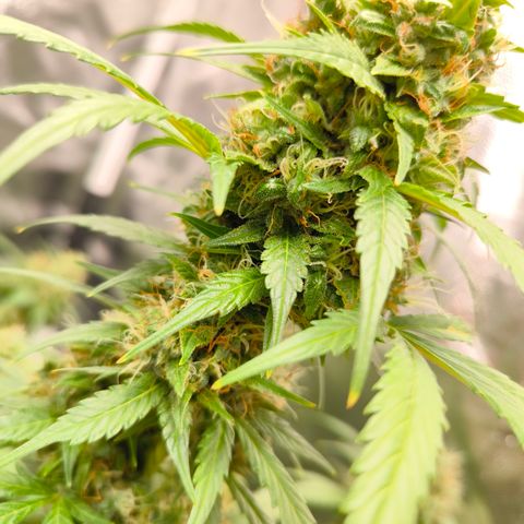 Do Si Dos Automatic growlog timeline photo