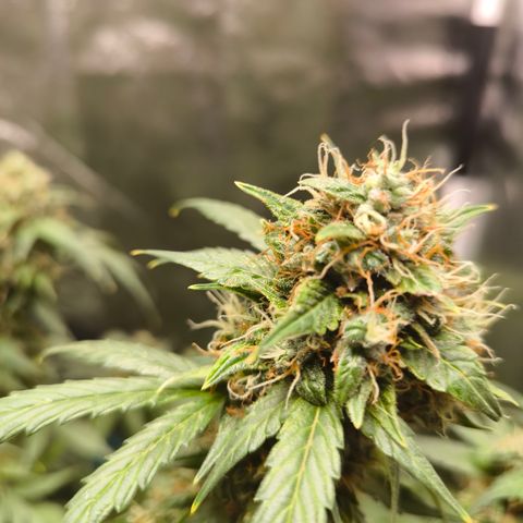 Do Si Dos Automatic growlog photo: 3/4 Geerntet 