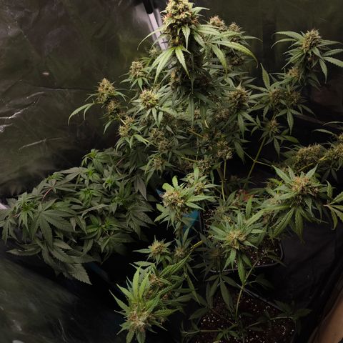 Do Si Dos Automatic growlog photo: 3/4 Geerntet 
