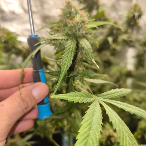 Do Si Dos Automatic growlog photo: 3/4 Geerntet 