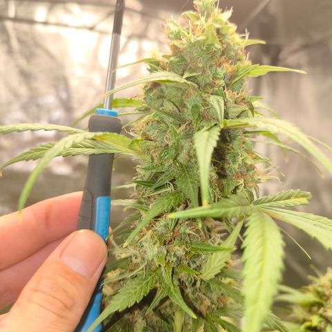 Do Si Dos Automatic growlog photo: 3/4 Geerntet 