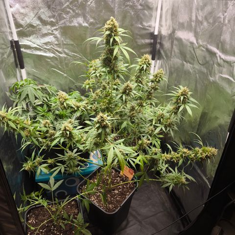 Do Si Dos Automatic growlog photo: 3/4 Geerntet 