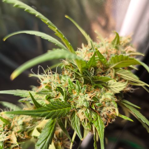 Do Si Dos Automatic growlog photo: 3/4 Geerntet 