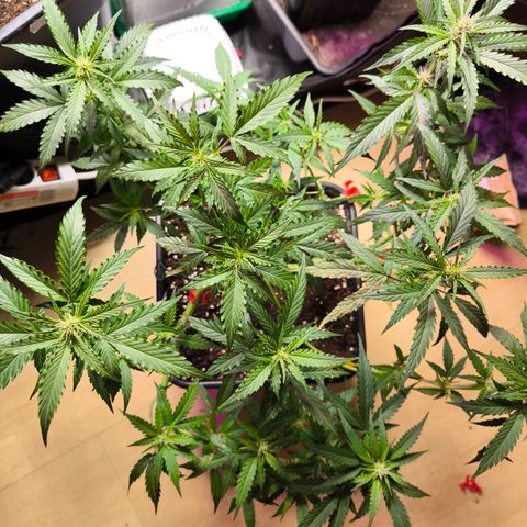 Amnesia Haze Automatic growlog photo: Verdacht auf Überdüngung 