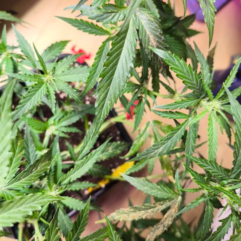 Amnesia Haze Automatic growlog photo: Verdacht auf Überdüngung 