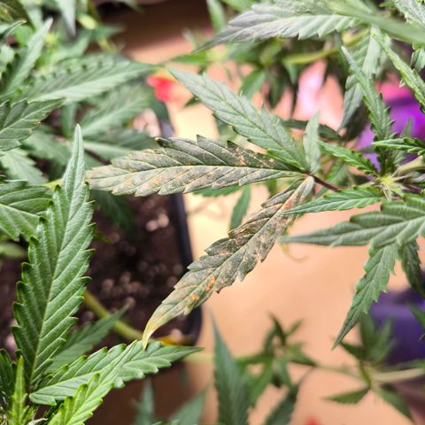 Amnesia Haze Automatic growlog photo: Verdacht auf Überdüngung 