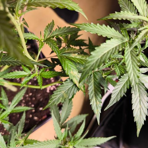 Amnesia Haze Automatic growlog photo: Verdacht auf Überdüngung 