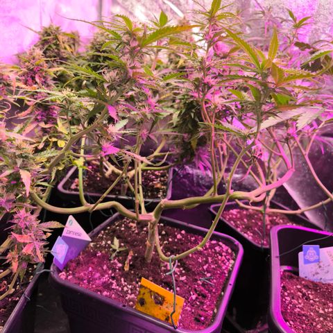 Amnesia Haze Automatic growlog timeline photo