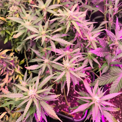Amnesia Haze Automatic growlog timeline photo