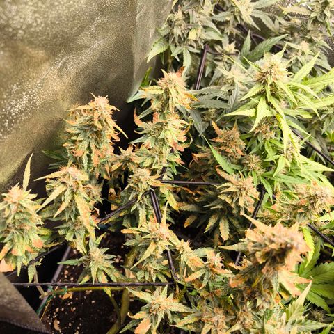 Amnesia Haze Automatic growlog timeline photo
