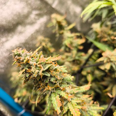Amnesia Haze Automatic growlog timeline photo