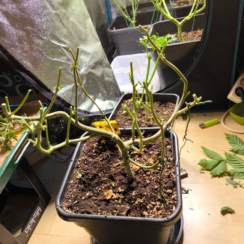 Amnesia Haze Automatic growlog timeline photo
