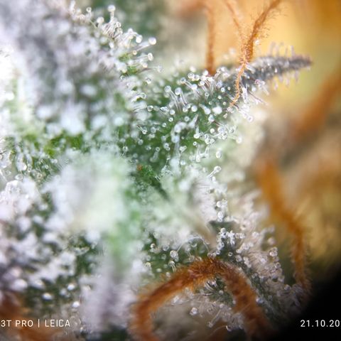 Amnesia Haze Automatic growlog timeline photo