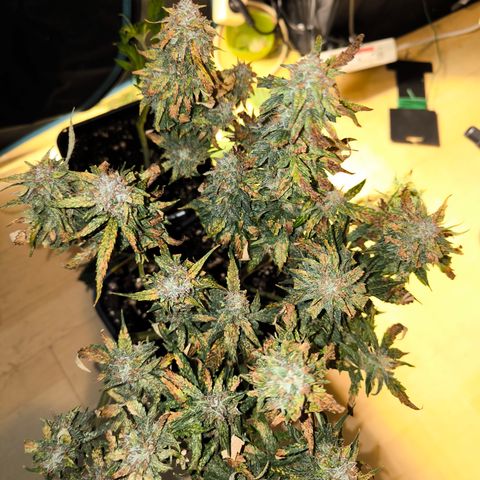 Amnesia Haze Automatic growlog timeline photo