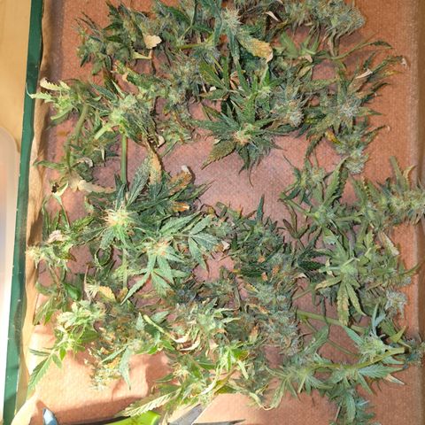 Amnesia Haze Automatic growlog timeline photo