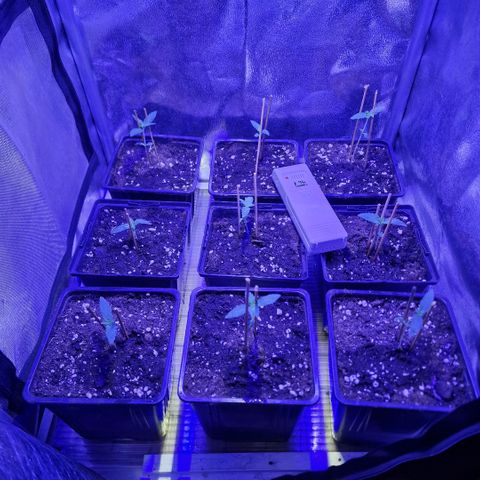 Choco Bud growlog photo: Trasplante a 3 litros