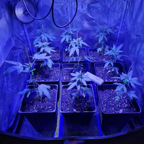 Choco Bud growlog timeline photo