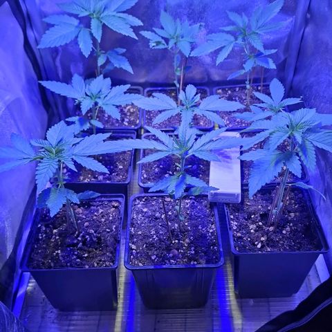 Choco Bud growlog timeline photo