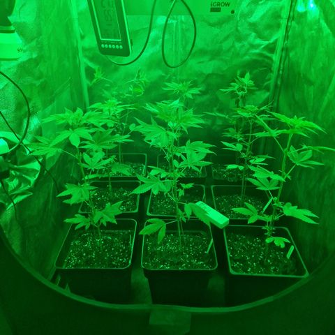 Choco Bud growlog timeline photo
