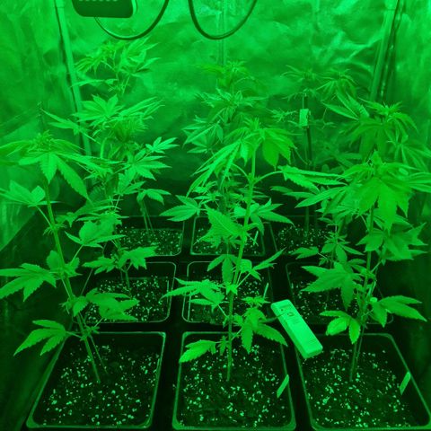 Choco Bud growlog timeline photo