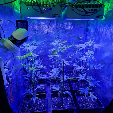 Choco Bud growlog timeline photo