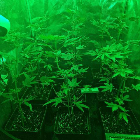 Choco Bud growlog timeline photo