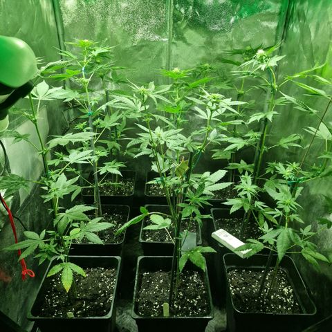 Choco Bud growlog timeline photo
