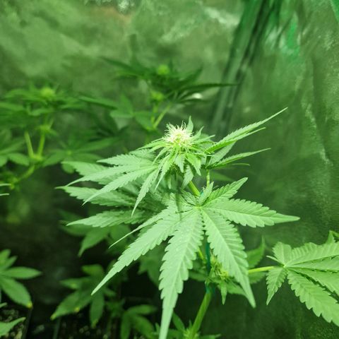 Choco Bud growlog timeline photo