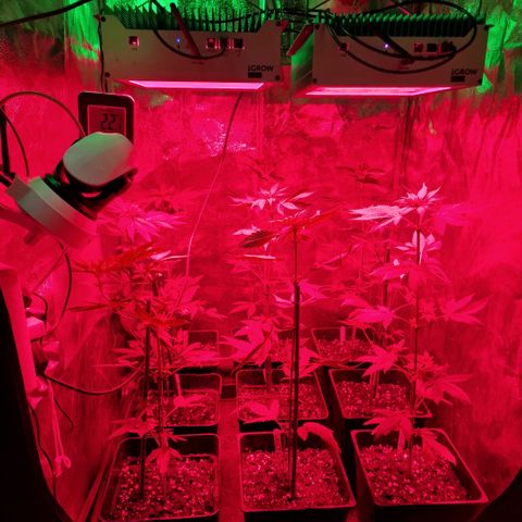 Choco Bud growlog timeline photo