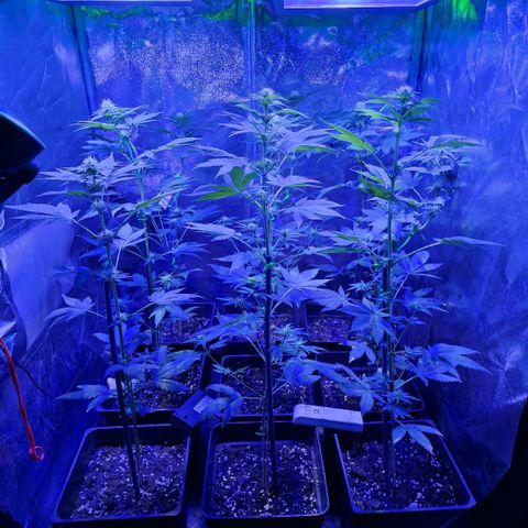 Choco Bud growlog timeline photo